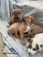 Buster Brown , a male American Bulldog and Rottweiler for sale in Falls Church, VA – 6 of 8