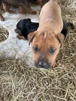 Brown male with white mark down chest, a male American Bulldog and Rottweiler for sale in Falls Church, VA – 4 of 7