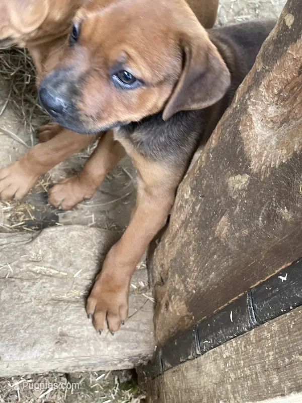 Dark Brown pup – American Bulldog, Rottweiler puppy for sale in Falls Church, VA