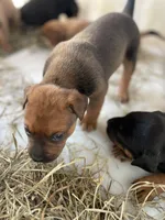 Dark Brown pup, a male American Bulldog and Rottweiler for sale in Falls Church, VA – 3 of 7