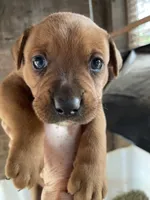 Brown male with starburst mark, a male American Bulldog and Rottweiler for sale in Falls Church, VA – 1 of 6