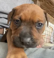 Dark Brown pup, a male American Bulldog and Rottweiler for sale in Falls Church, VA – 6 of 7