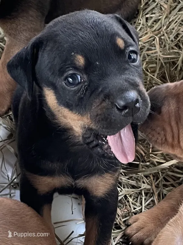 Lil sweetheart  – American Bulldog, Rottweiler puppy for sale in Falls Church, VA