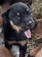 Lil sweetheart , a female American Bulldog and Rottweiler for sale in Falls Church, VA – 1 of 6