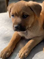 FeMale 7 (Sassy), a female American Bulldog and Rottweiler for sale in Falls Church, VA – 1 of 7