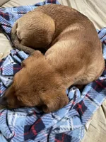 FeMale 7 (Sassy), a female American Bulldog and Rottweiler for sale in Falls Church, VA – 2 of 8