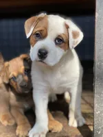 Brown patches , a male American Bulldog for sale in Falls Church, VA – Photo 3 of 6