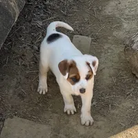 Brown patches , a male American Bulldog for sale in Falls Church, VA – Photo 2 of 6