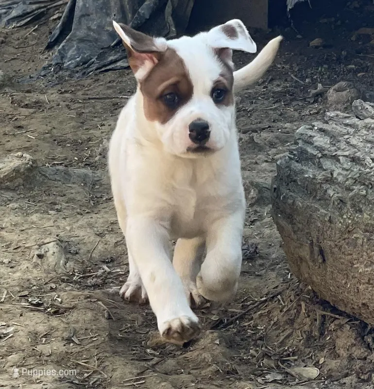 Brown patches  – American Bulldog puppy for sale in Falls Church, VA