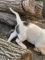 Brown patches , a male American Bulldog for sale in Falls Church, VA – Photo 4 of 6