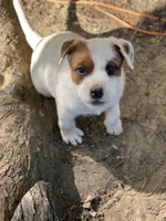 Brown patches , a male American Bulldog for sale in Falls Church, VA – Photo 6 of 6