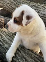 Brown patches , a male American Bulldog for sale in Falls Church, VA – Photo 5 of 6