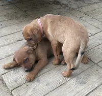 Female 3 (Athena), a female American Bulldog for sale in Falls Church, VA – 2 of 9