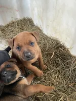 All brown male, a male American Bulldog and Rottweiler for sale in Falls Church, VA – 3 of 7