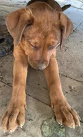 Female 3 (Athena), a female American Bulldog for sale in Falls Church, VA – 4 of 5