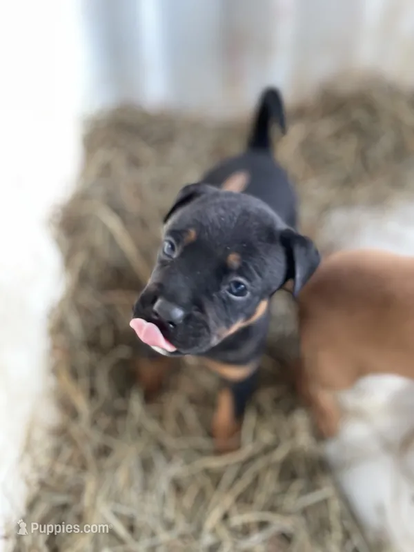Black Female  – American Bulldog, Rottweiler puppy for sale in Falls Church, VA