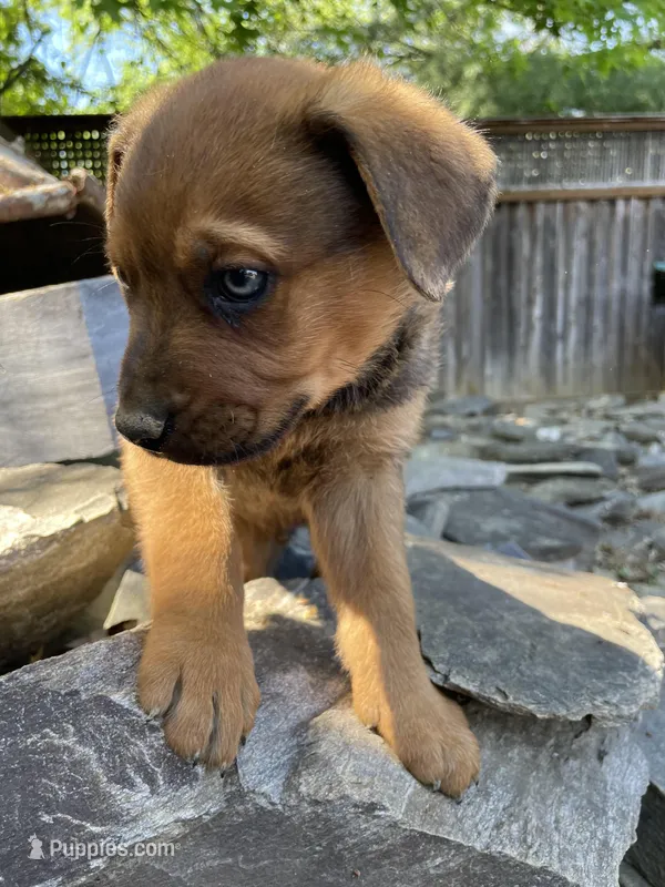 Male 6 – American Bulldog, Rottweiler puppy for sale in Falls Church, VA