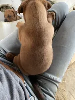 Brown male with starburst mark, a male American Bulldog and Rottweiler for sale in Falls Church, VA – 6 of 6