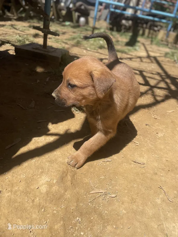Female 3 – American Bulldog puppy for sale in Falls Church, VA