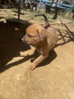 Female 3, a female American Bulldog for sale in Falls Church, VA – Photo 1 of 6