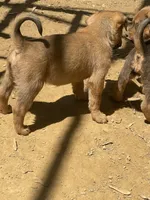 Female 3, a female American Bulldog for sale in Falls Church, VA – Photo 5 of 6