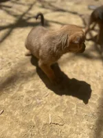 Female 3, a female American Bulldog for sale in Falls Church, VA – Photo 2 of 6