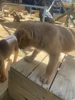 Female 3, a female American Bulldog for sale in Falls Church, VA – Photo 4 of 6