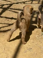 Female 3, a female American Bulldog for sale in Falls Church, VA – Photo 6 of 6