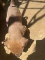 Female 3, a female American Bulldog for sale in Falls Church, VA – Photo 3 of 6