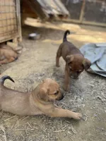 Male 7, a male American Bulldog and Rottweiler for sale in Falls Church, VA – Photo 5 of 5