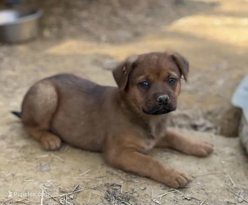 Male 7 – American Bulldog, Rottweiler puppy for sale in Falls Church, VA