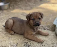 Male 7, a male American Bulldog and Rottweiler for sale in Falls Church, VA – Photo 1 of 5
