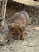 Male 7, a male American Bulldog and Rottweiler for sale in Falls Church, VA – Photo 3 of 5