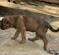 Male 7, a male American Bulldog and Rottweiler for sale in Falls Church, VA – Photo 4 of 5