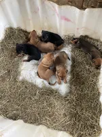 Lil sweetheart , a female American Bulldog and Rottweiler for sale in Falls Church, VA – 5 of 6