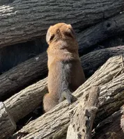 Big Boy, a male American Bulldog and Rottweiler for sale in Falls Church, VA – Photo 3 of 7