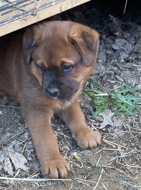 Big Boy – American Bulldog, Rottweiler puppy for sale in Falls Church, VA