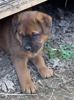 Big Boy, a male American Bulldog and Rottweiler for sale in Falls Church, VA – Photo 1 of 7