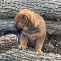 Big Boy, a male American Bulldog and Rottweiler for sale in Falls Church, VA – Photo 2 of 7