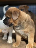Big Boy, a male American Bulldog and Rottweiler for sale in Falls Church, VA – Photo 5 of 7