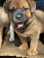 Big Boy, a male American Bulldog and Rottweiler for sale in Falls Church, VA – Photo 7 of 7