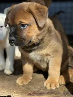 Big Boy, a male American Bulldog and Rottweiler for sale in Falls Church, VA – Photo 4 of 7