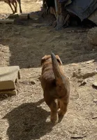 Big Boy, a male American Bulldog and Rottweiler for sale in Falls Church, VA – Photo 6 of 7