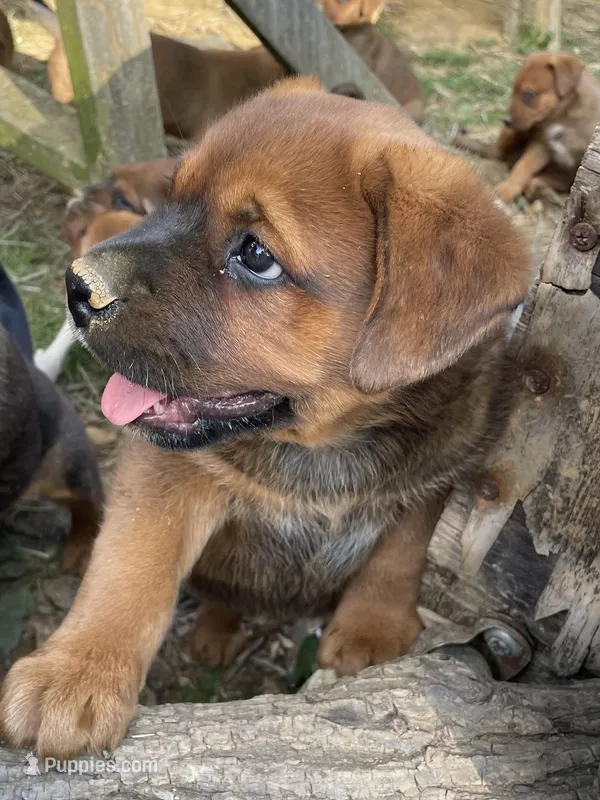 Big Boy – American Bulldog, Rottweiler puppy for sale in Falls Church, VA