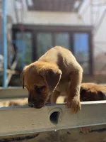 Female 2, a female American Bulldog and Rottweiler for sale in Falls Church, VA – Photo 5 of 5