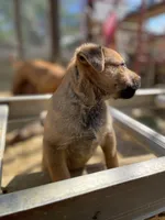 Female 2, a female American Bulldog and Rottweiler for sale in Falls Church, VA – Photo 4 of 5