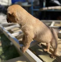 Female 2, a female American Bulldog and Rottweiler for sale in Falls Church, VA – Photo 3 of 5