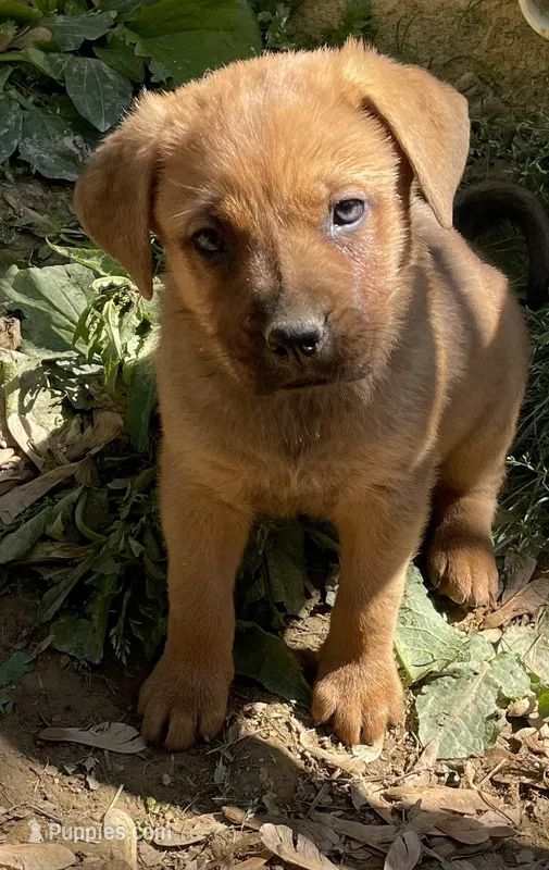 Female 2 – American Bulldog, Rottweiler puppy for sale in Falls Church, VA
