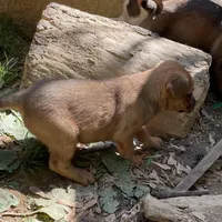 Female 2, a female American Bulldog and Rottweiler for sale in Falls Church, VA – Photo 2 of 5