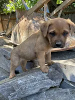 Male 3, a male American Bulldog and Rottweiler for sale in Falls Church, VA – Photo 3 of 4